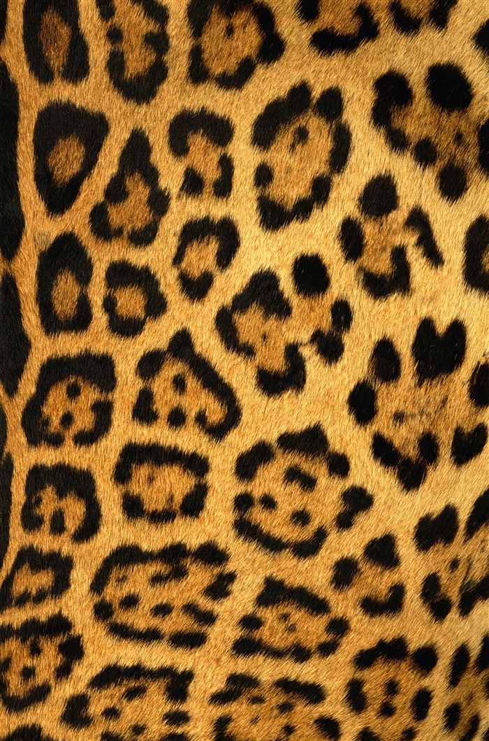 豹纹图片摄影