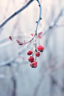果实冰天枝叶背景