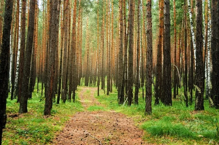 美国加州森林路径风景美图