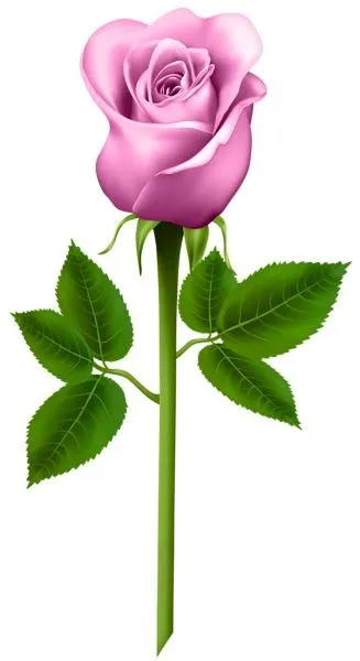 玫瑰 PNG免抠(327x600)