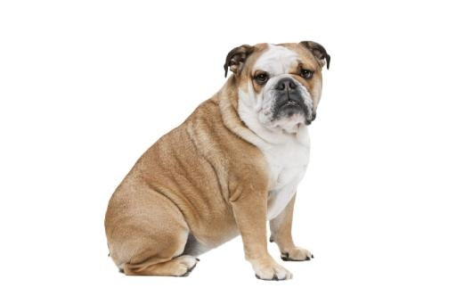 斗牛犬 PNG免抠(850x567)