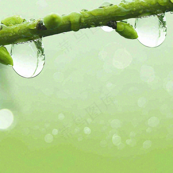 清新绿色春天绿芽叶子雨水露珠，春分谷雨摄影图