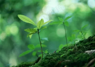 树木风景美丽的摄影图片