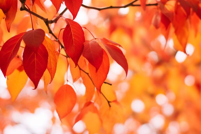 a bunch of red leaves hanging from a tree, a picture by Tadashi Nakayama, pexels, fine art, red orange and yellow leaves, red leaves, fall foliage (4032x2688)