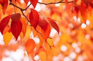 a bunch of red leaves hanging from a tree, a picture by Tadashi Nakayama, pexels, fine art, red orange and yellow leaves, red leaves, fall foliage  a bunch of red leaves hanging from a tree, a picture by Tadashi Nakayama, pexels, fine art, red orange and yellow leaves, red leaves, fall foliage