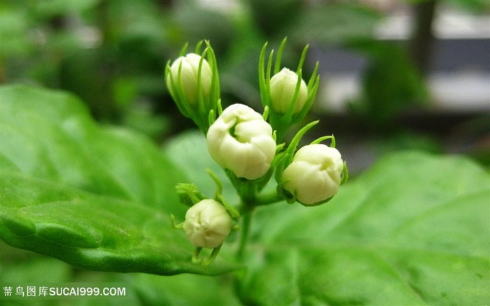 唯美茉莉花花骨朵儿图片