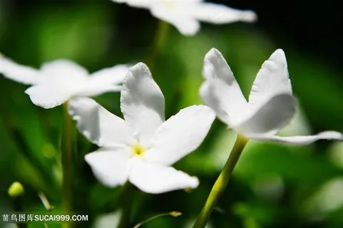 洁白茉莉花鲜花图片