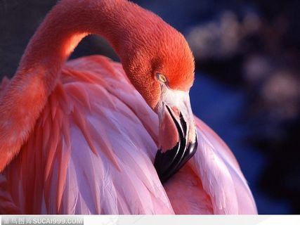 休息中的红色鹭鸟