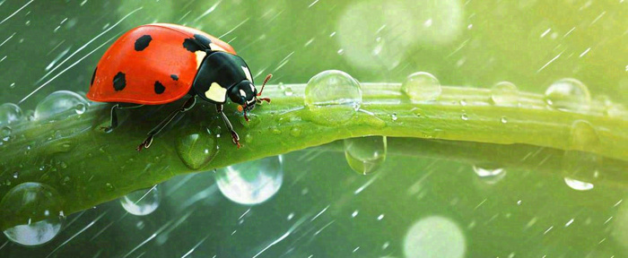 春天雨水叶子绿叶上的七星瓢虫，虫类，谷雨春分摄影图(1712x704)