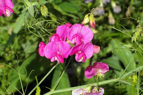 豌豆花开放图片 豌豆花开放图片