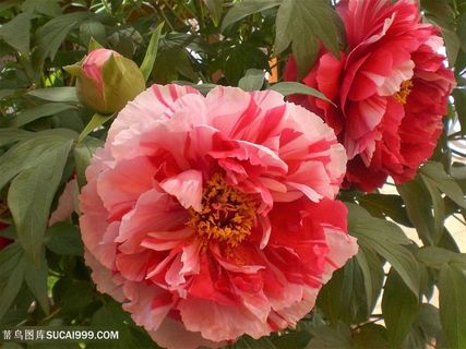 高清粉色牡丹花鲜花图片 高清粉色牡丹花鲜花图片
