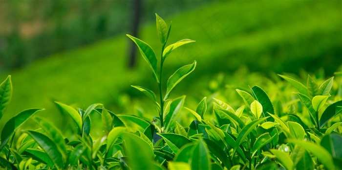 茁壮成长的嫩绿色茶叶摄影