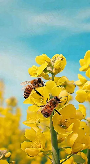 蓝天下蜜蜂在黄色花朵上，春天摄影图