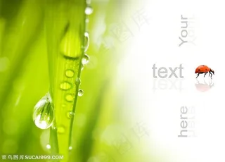 自然风景-绿色草丛上的水珠特写和七星瓢虫