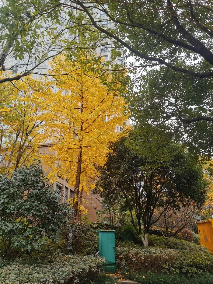 银杏树展现的秋色格外惊艳