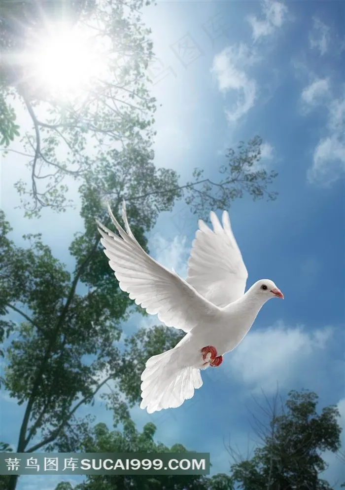 素材中国蓝天飞舞的鸽子