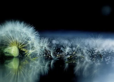 唯美蒲公英鲜花图片 唯美蒲公英鲜花图片