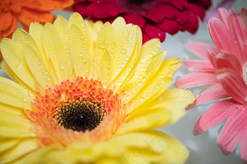 唯美黄菊花图片 唯美黄菊花图片
