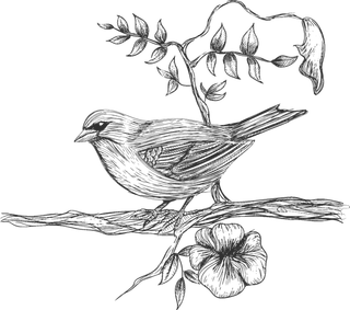 简约风手绘素描动画小鸟鸟儿免扣PNG图片素材 (16)