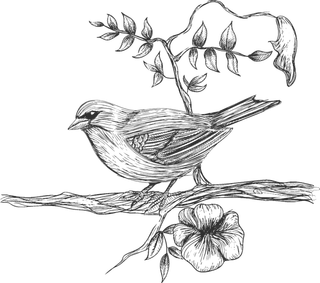 简约风手绘素描动画小鸟鸟儿免扣PNG图片素材 (16)