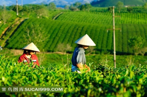 茶园景色高清图片