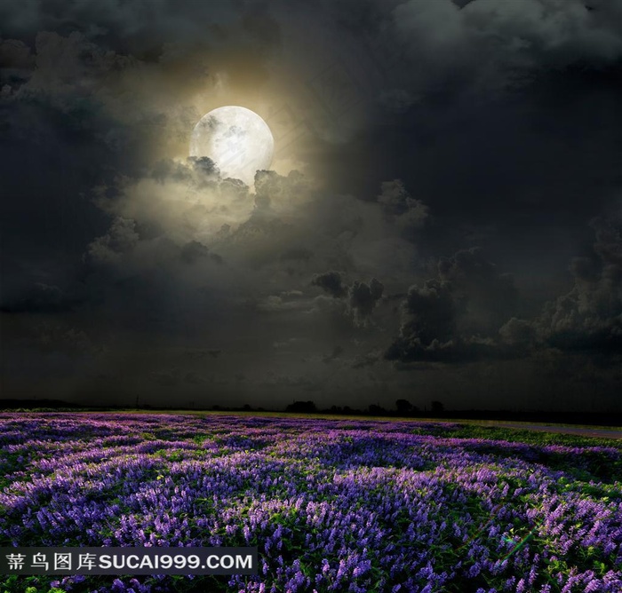 夜晚乌云月亮与薰衣草高清壁纸
