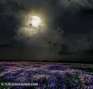 夜晚乌云月亮与薰衣草高清壁纸