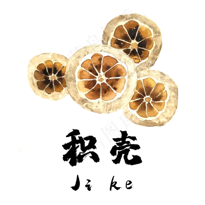 手绘草本中药药材积壳