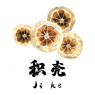 手绘草本中药药材积壳