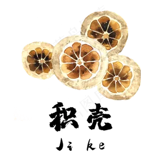 手绘草本中药药材积壳