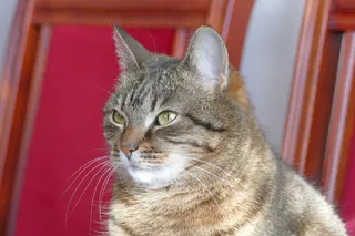 中国纯种狸花猫图片