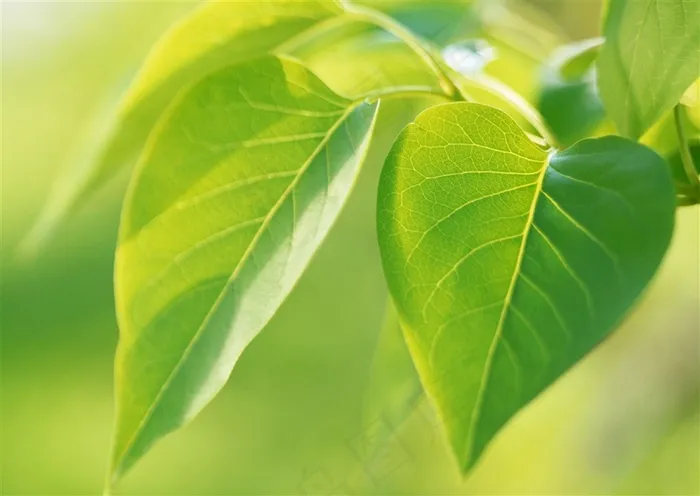 森林的树缝穿过的光风景摄影 素材