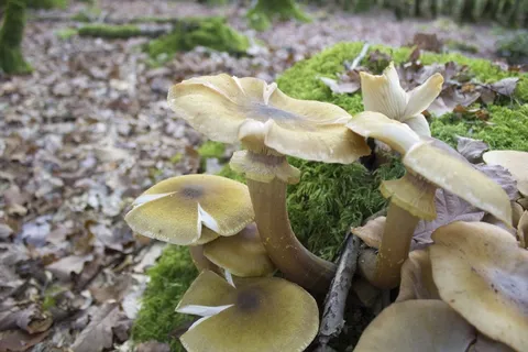 菌类植物蘑菇图片 菌类植物蘑菇图片