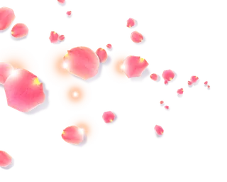 情人节花瓣飘舞