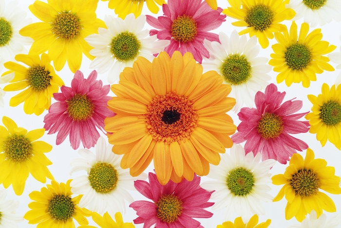 花团锦簇五很多