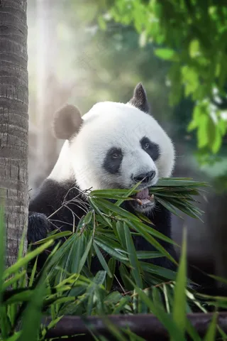 吃竹叶的大熊猫摄影素材 吃竹叶的大熊猫摄影素材