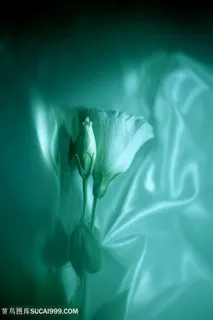 唯美玫瑰花鲜花图片玫瑰花图片