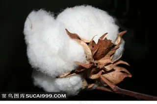 洁白干枯白色棉花