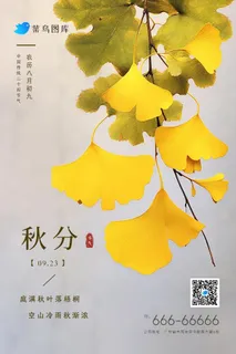 秋分简约银杏叶清新节气海报 秋分简约银杏叶清新节气海报