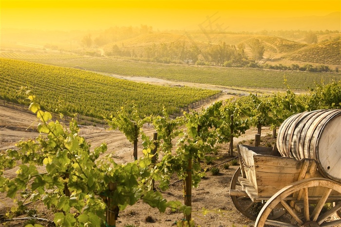 农场里的植物和推车高清图片