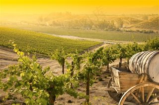 农场里的植物和推车高清图片