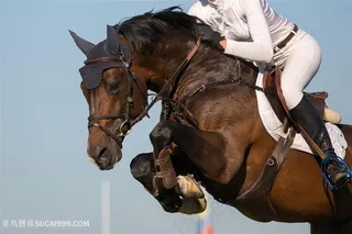 马术比赛运动员高清图片