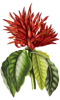 复古手绘植物花卉玫瑰花PNG免扣图案高清图片PS设计素材图