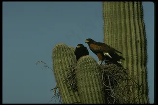 沙漠仙人掌图片