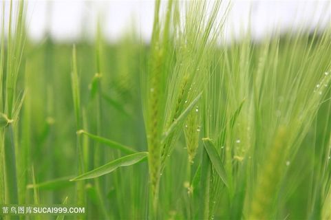 唯美小麦图片