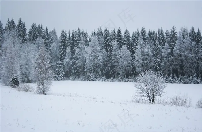 冬季森林图片