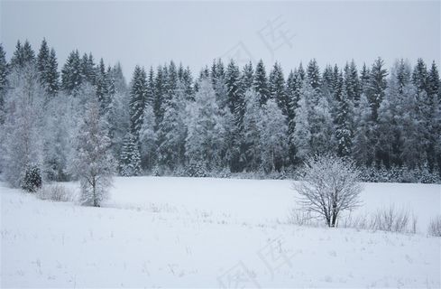 冬季森林图片