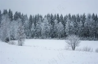 冬季森林图片