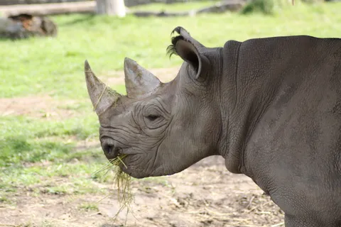犀牛动物园动物设计素材森林野生