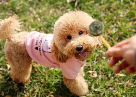 可爱泰迪狗狗图片